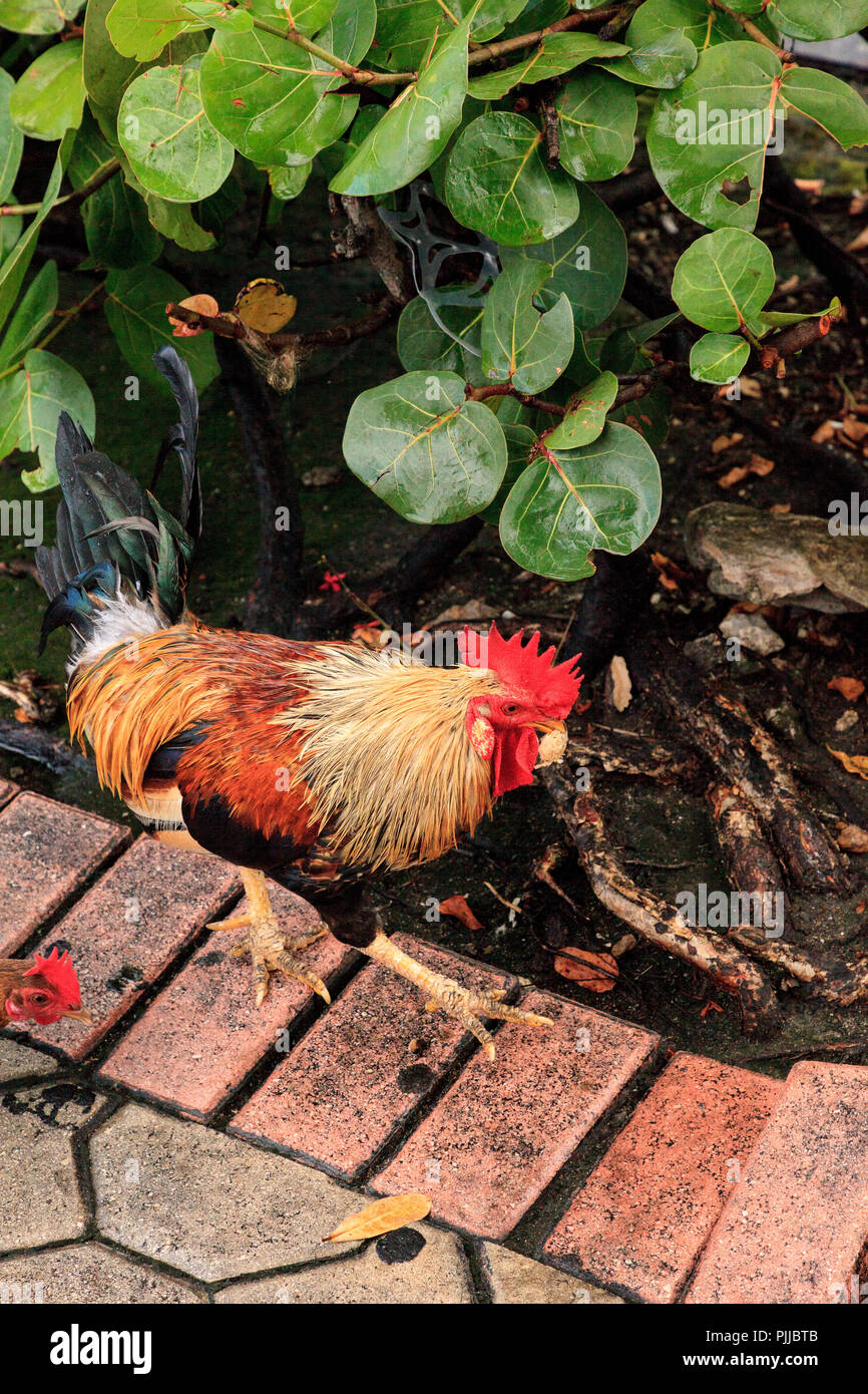 Gallos de key west fotografías e imágenes de alta resolución Alamy