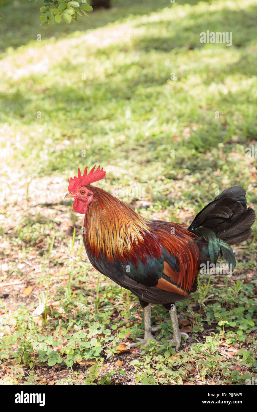 Whalten cubalaya bantam fotografías e imágenes de alta resolución Alamy