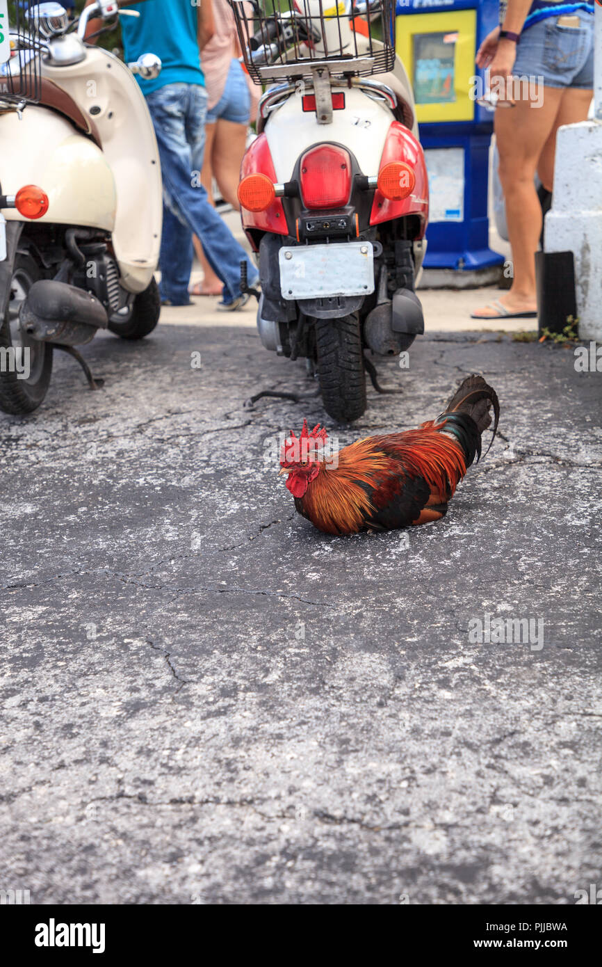 Los gallos y gallinas, pollos o Cubalaya gitana llamada por los