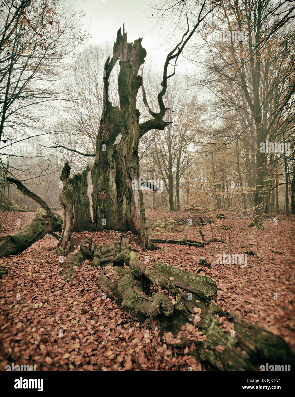 La ruina de un viejo árbol haya en una antigua madera, pastos, edición análoga Sababurg, Reinhardswald, Norte de Hesse, Hesse, Alemania Foto de stock