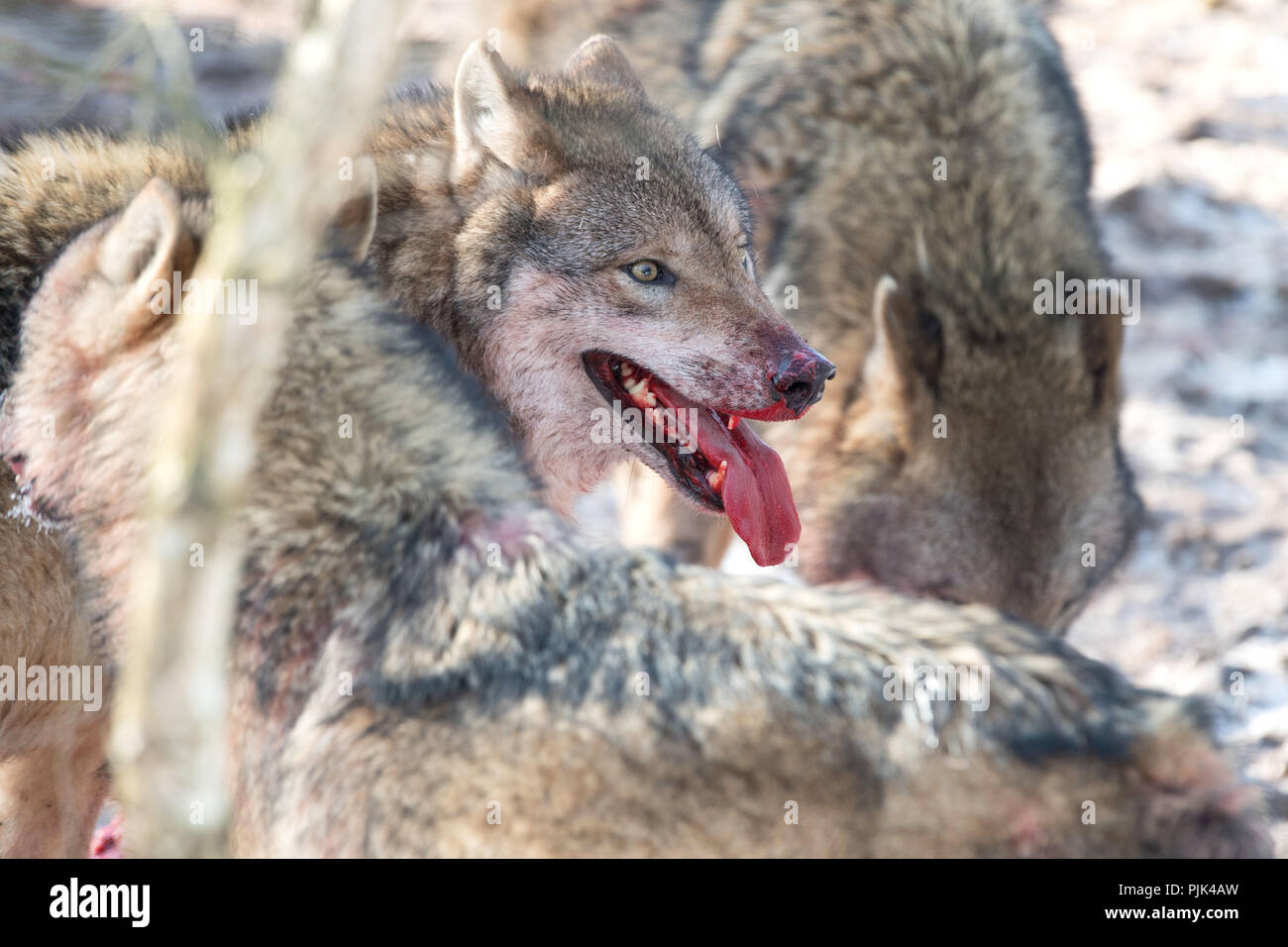 Lobos con presa Fotografía de stock - Alamy