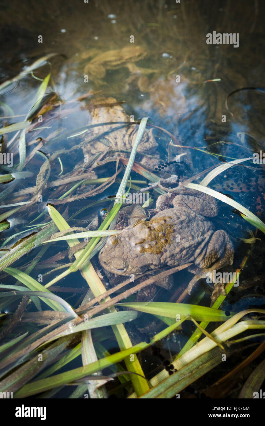 Frog liberando spawn en el agua, más cerca Foto de stock