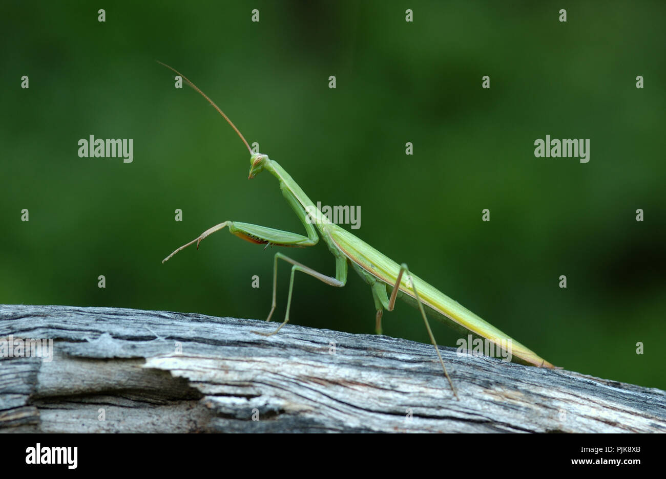 Unión mantis o mantis religiosa es un insecto hemimetabolic grande en la familia de los Mantidae ('mantids') Foto de stock