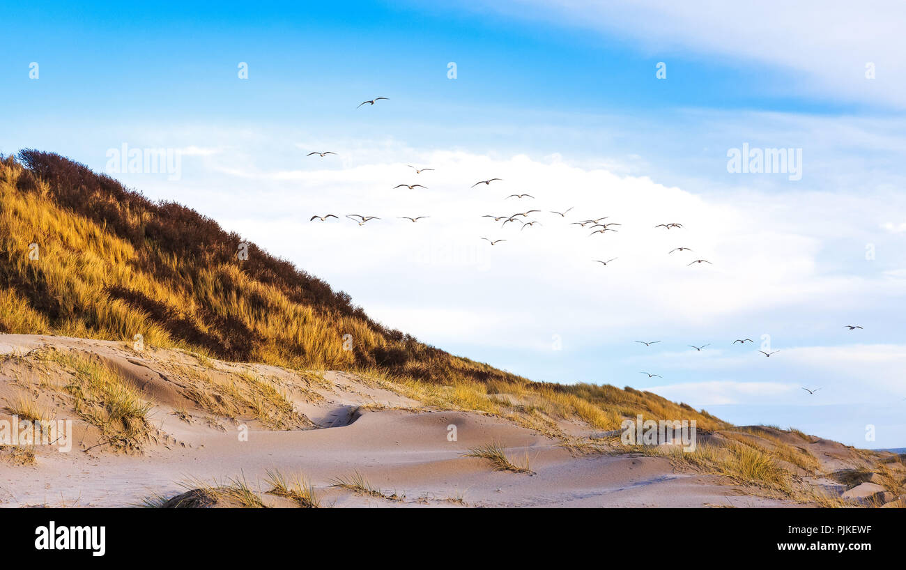 Pájaros volando sobre una playa cerca Blavand Foto de stock