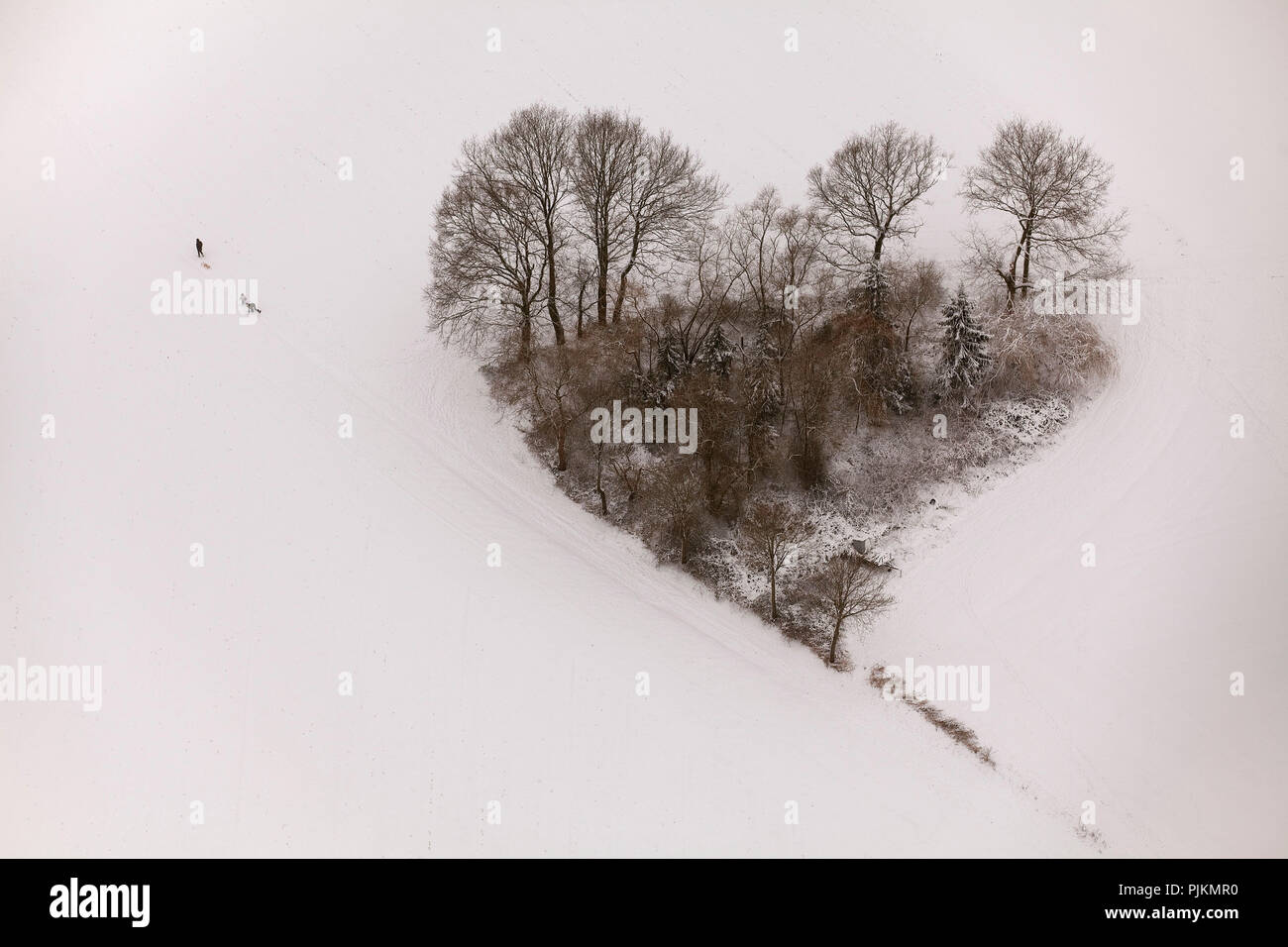 Vista aérea, grupo del árbol en forma de corazón, corazón, de nieve, trineos, peatonal, Hachhausen Oelmuehlenweg Datteln, Datteln, área de Ruhr, Renania del Norte-Westfalia, Alemania, Europa Foto de stock