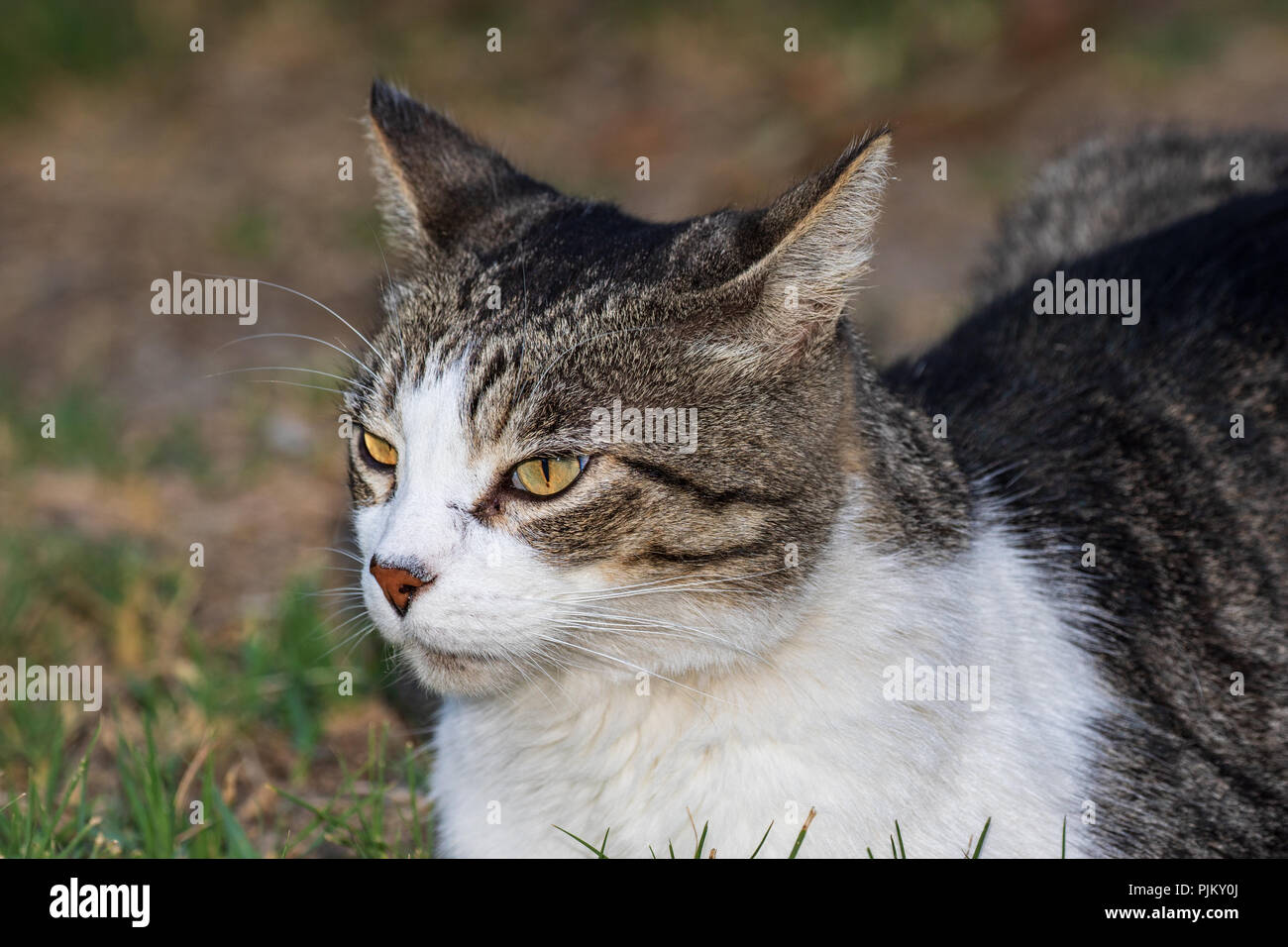 Gato doméstico - Felis silvestris catus o Felis catus Foto de stock