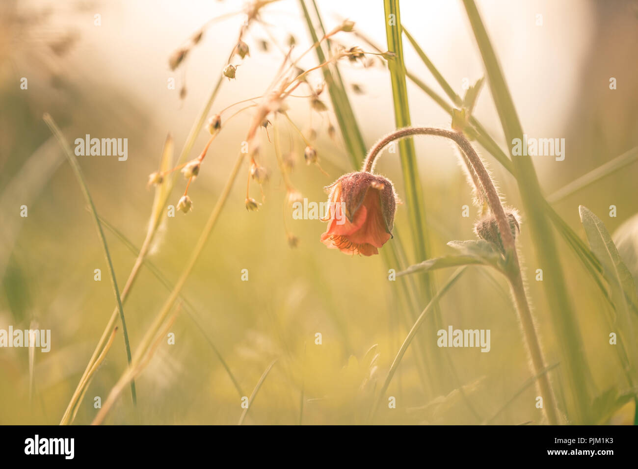 (Geum rivale Cormorot) floración en una pradera en una luz suave Foto de stock