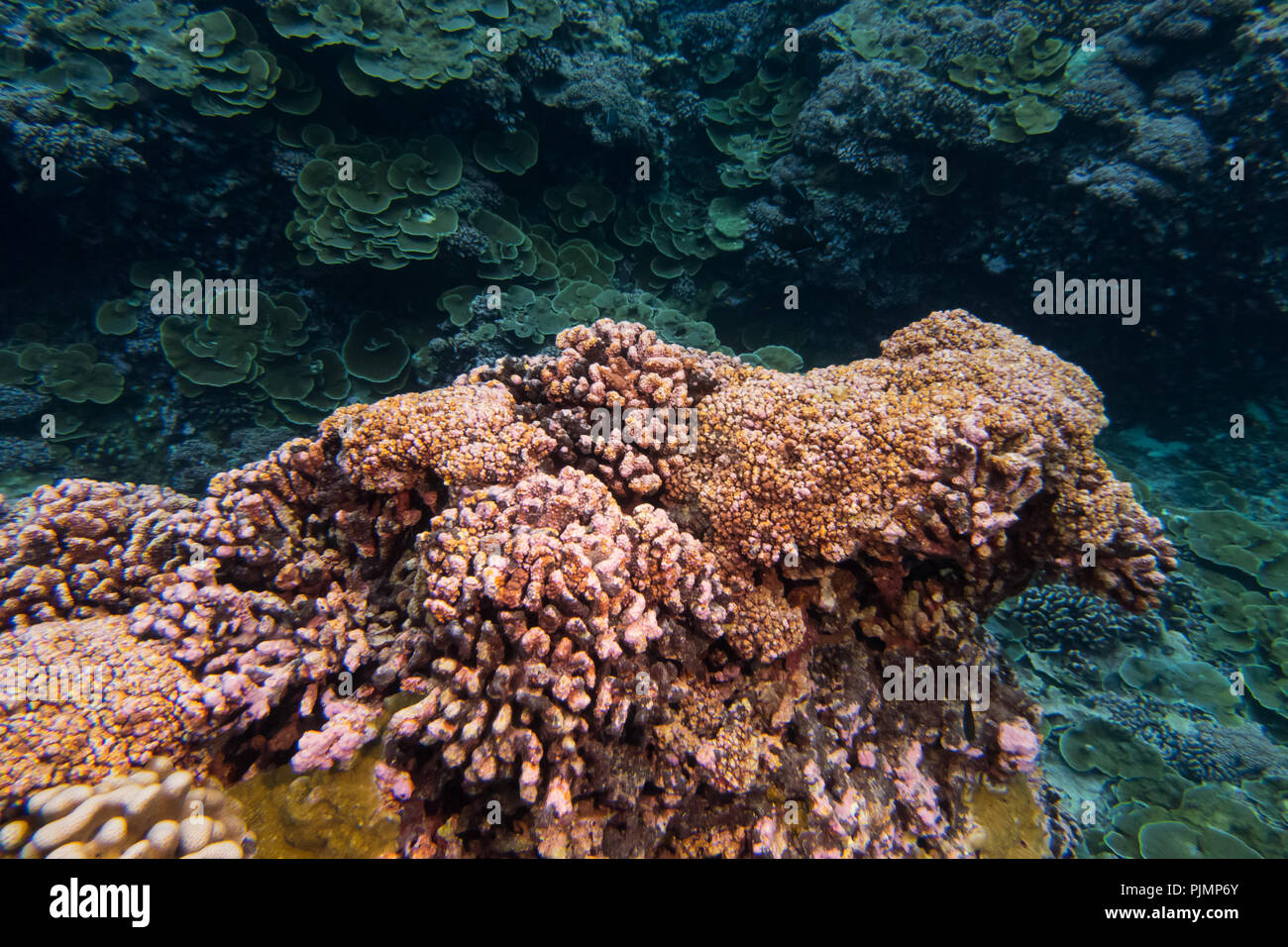 El buceo en el arrecife del atolón del milenio en Kiribati mostrando el coral muerto del descoloramiento de los corales debido al cambio climático. Foto de stock