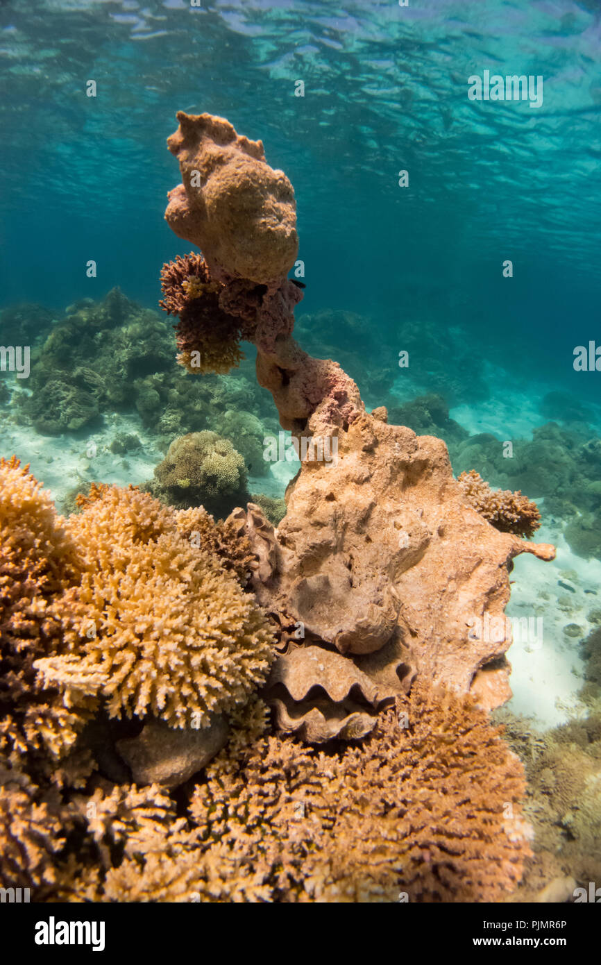 Buceo en la laguna interior en el atolón del Milenio, mostrando el coral muerto y almejas Tridacna debido al cambio climático y el blanqueamiento del coral. Foto de stock