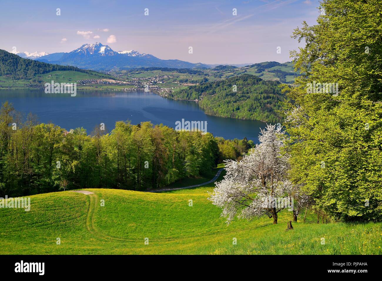 Vistas al lago de Zug y el Monte Pilatus, Cherry Blossoms delante de ella, Walchwil, cantón Zug, Suiza Foto de stock