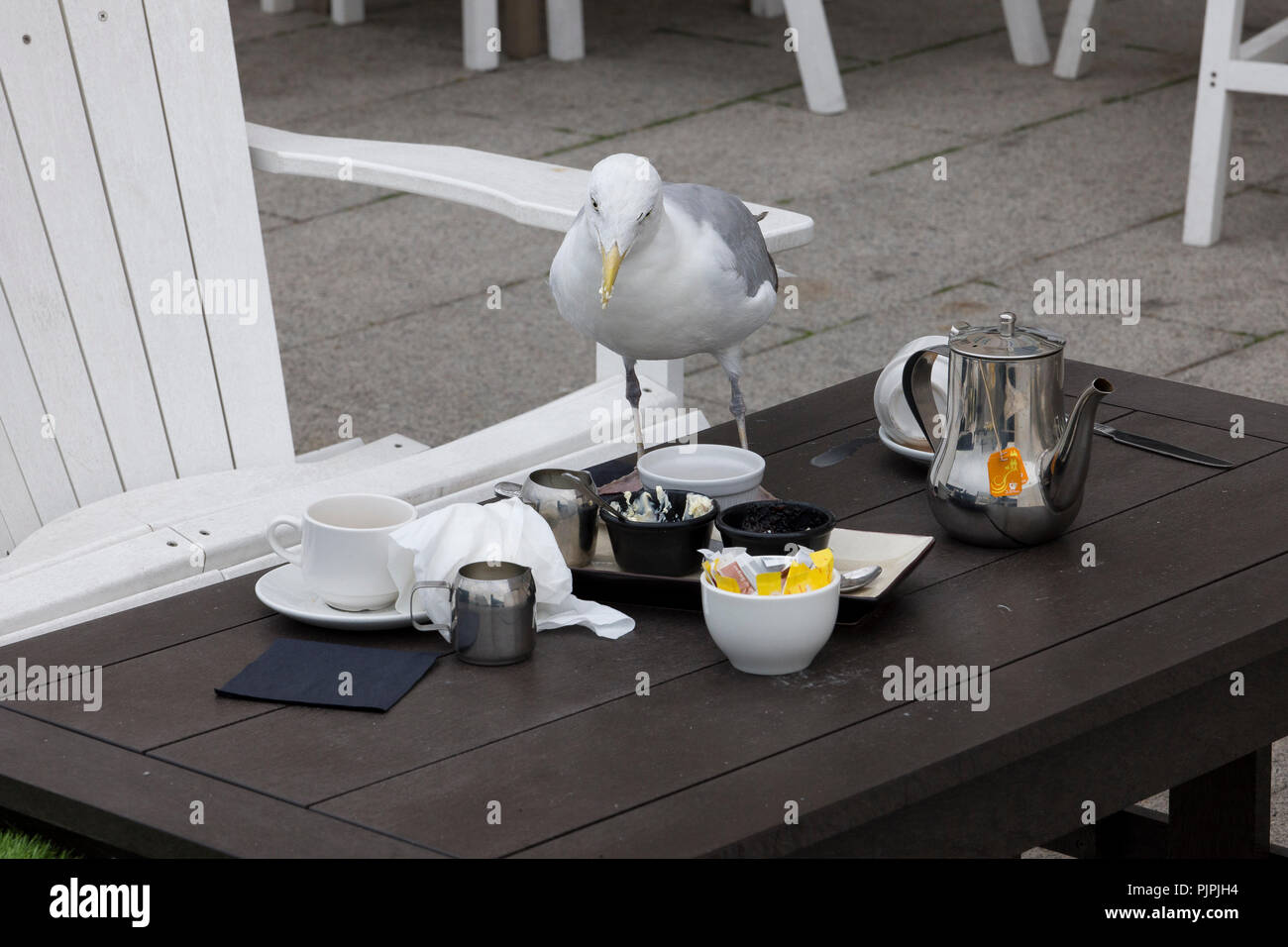 Seagull descarada la compactación alimentos desde una mesa en un restaurante de hotel en Brighton, East Sussex, Inglaterra, Reino Unido a comienzos de otoño Foto de stock