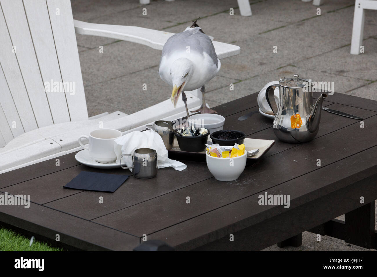 Seagull descarada la compactación alimentos desde una mesa en un restaurante de hotel en Brighton, East Sussex, Inglaterra, Reino Unido a comienzos de otoño Foto de stock
