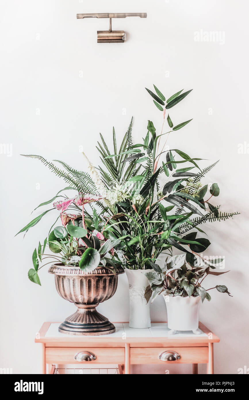 Todavía la vida moderna casa con plantas en macetas y urn jarrón sobre la  mesa de madera, vista delantera. Pilea peperomioides , el bambú, begonia  dispuestos en pared blanca en Fotografía de