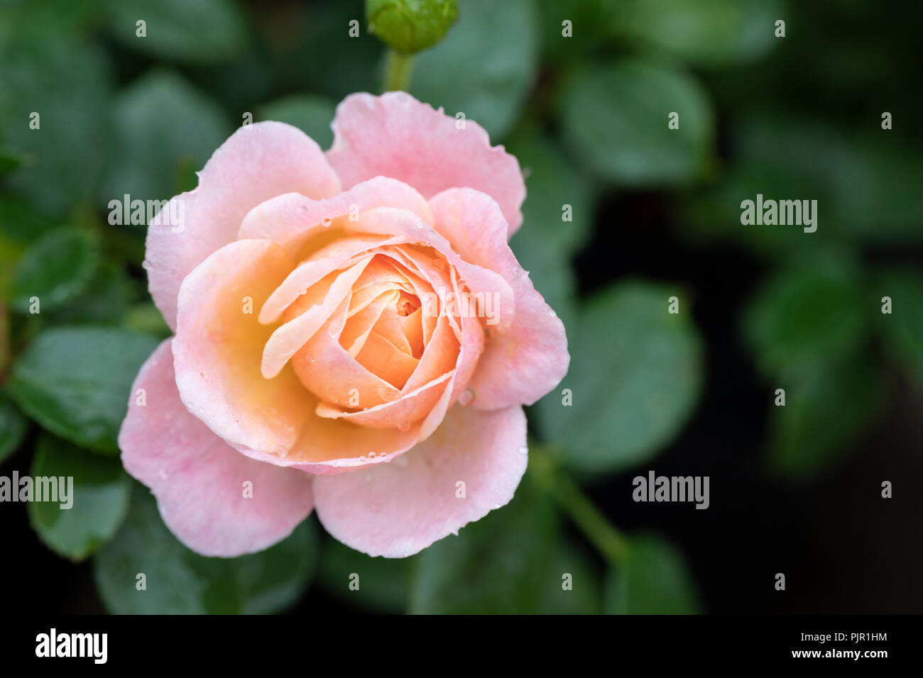 Primer plano de Patio Rose Peachy un patio se levantó con flores en melocotón sutil y rosa, Reino Unido Foto de stock