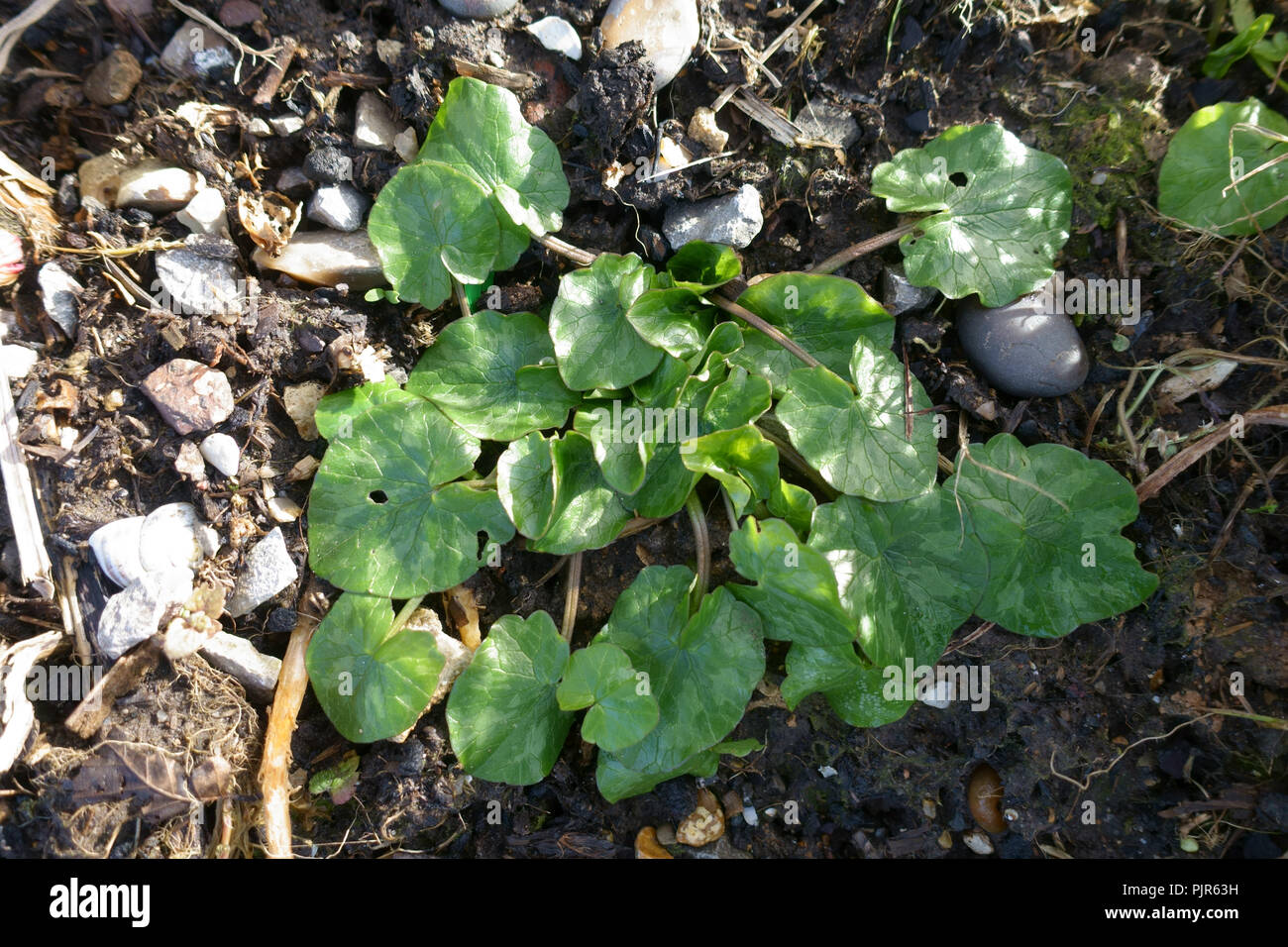 Ficaria celidonia menor, Verna, en forma de corazón, roseta de hojas sobre residuos, groundin invierno, Berkshire, Marzo Foto de stock