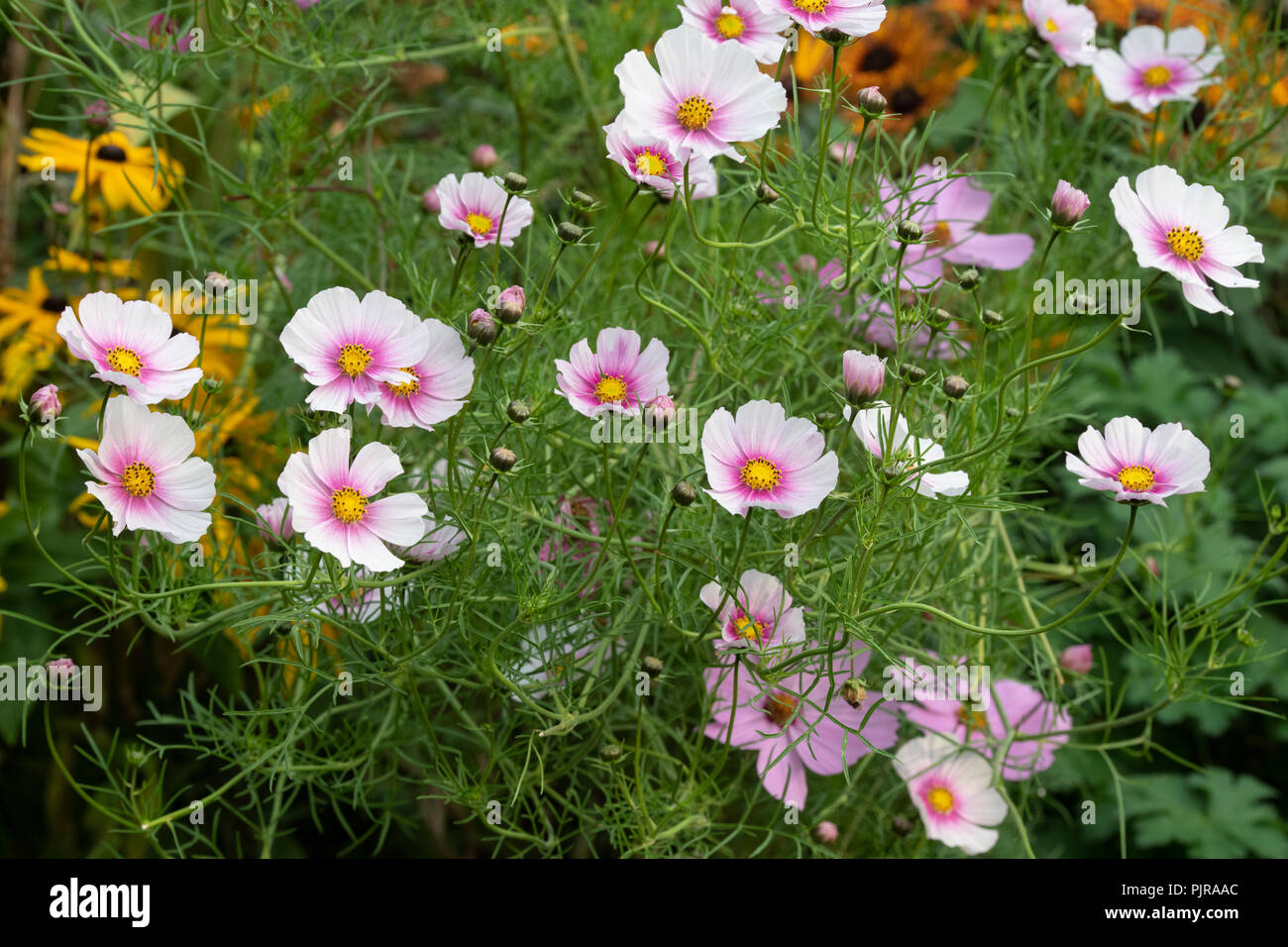 Cosmos bipinnatus 'Daydream' Flor Foto de stock