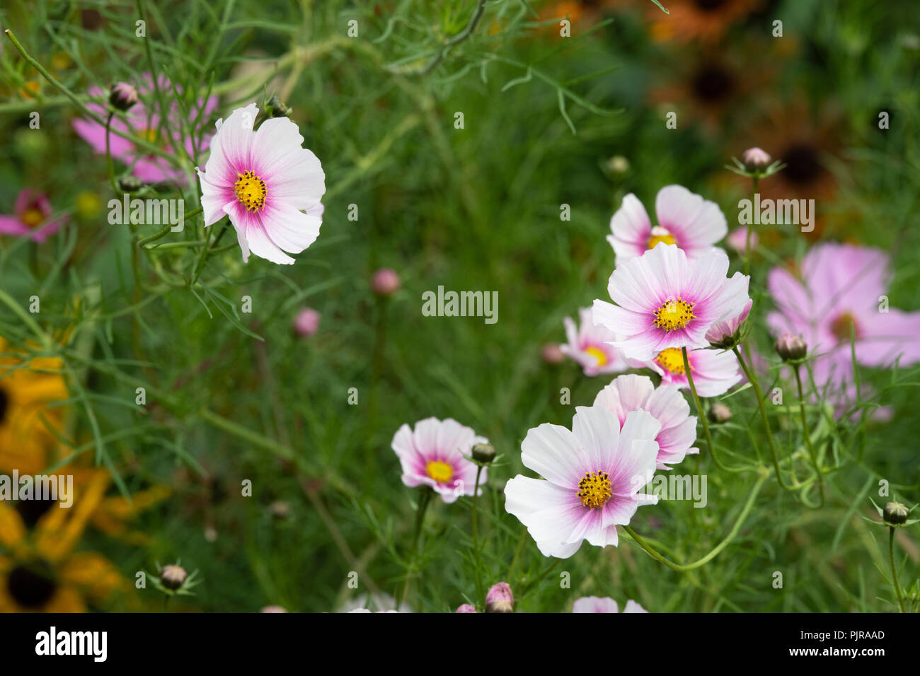 Cosmos bipinnatus 'Daydream' Flor Foto de stock