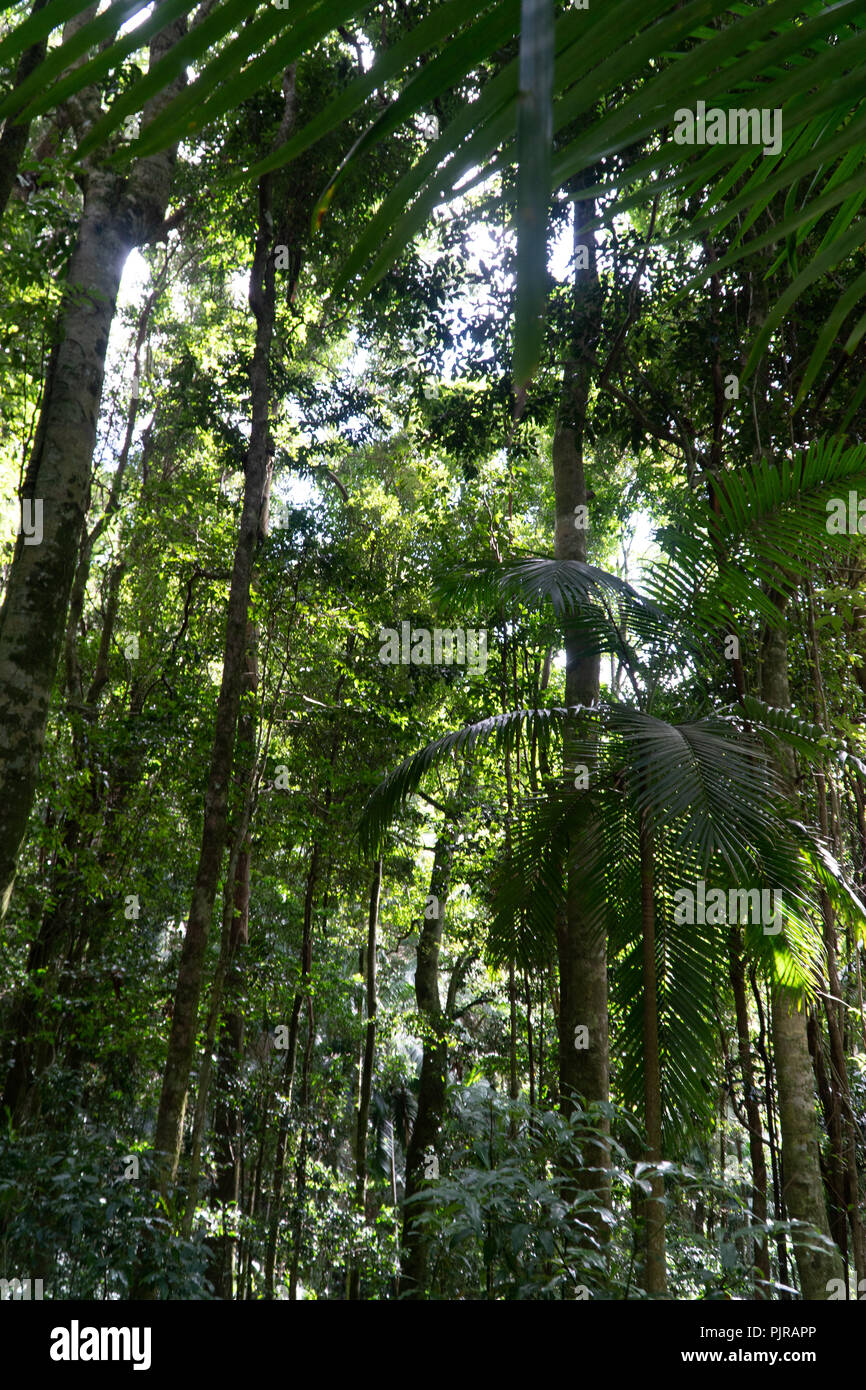Rainforest en Queensland, Australia Foto de stock