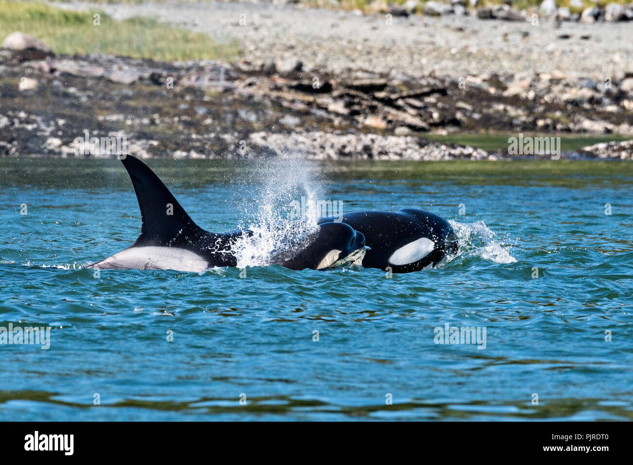 Un pod de Orcas transitorias silvestres se alimentan en el Estrecho  Wrangell off Frederick Sound en Petersburg Island, Alaska. Las Orcas,  también conocidas como las Orcas son los miembros más grandes de