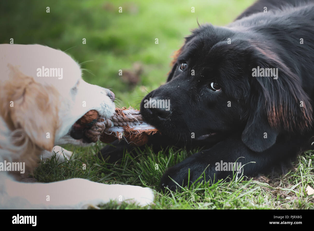 Golden Retriever Blanco Y Negro Fotos E Imagenes De Stock Alamy