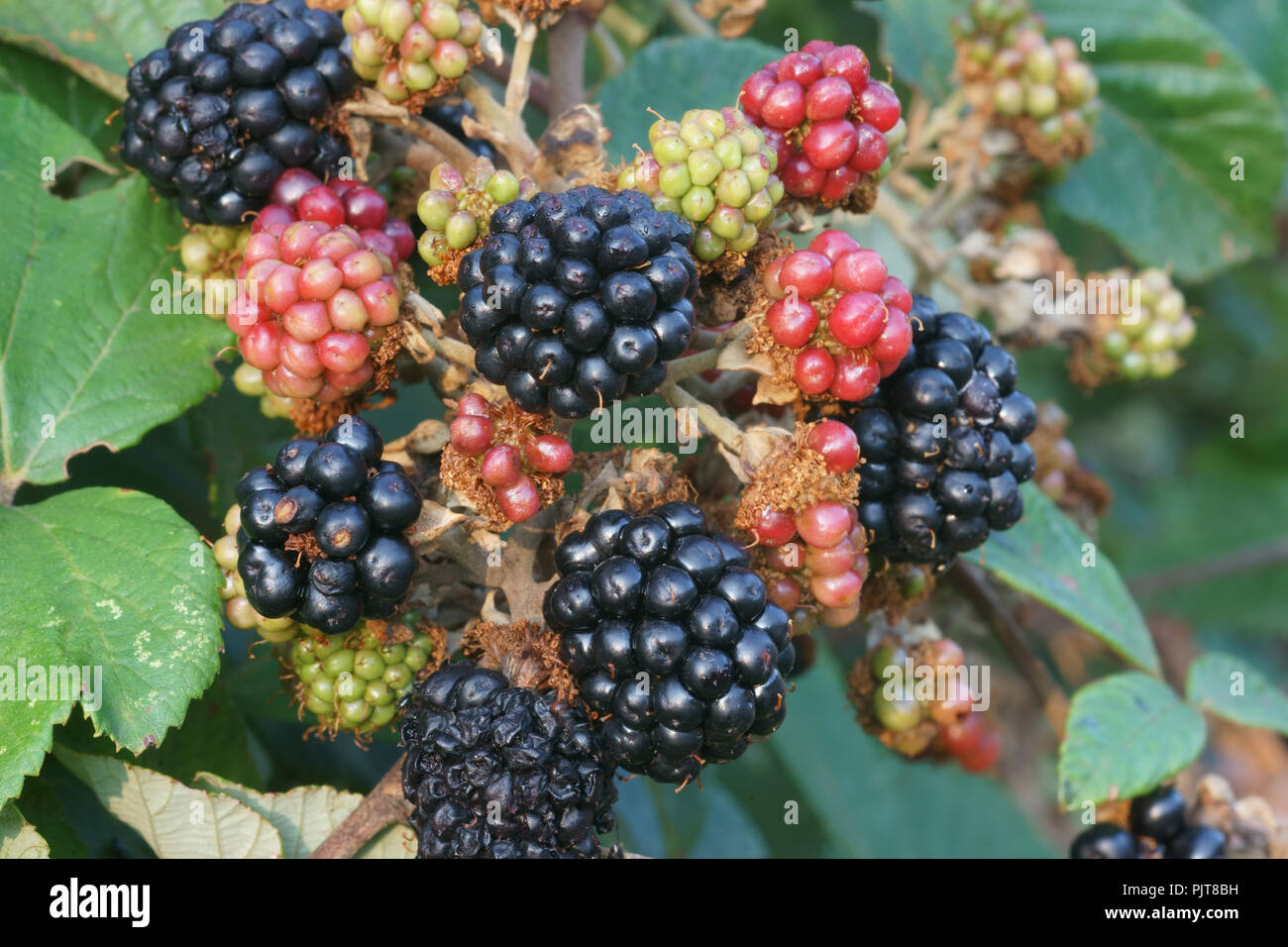 Blackberry - Rubus ulmifolius fruta variedad sin espinas Foto de stock