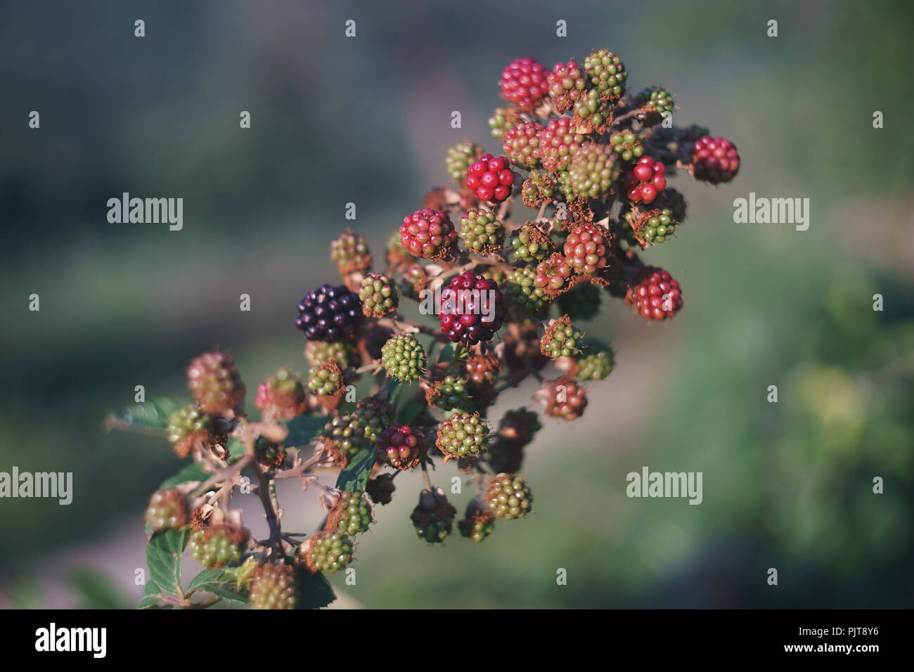 Blackberry - Rubus ulmifolius fruta variedad sin espinas Foto de stock