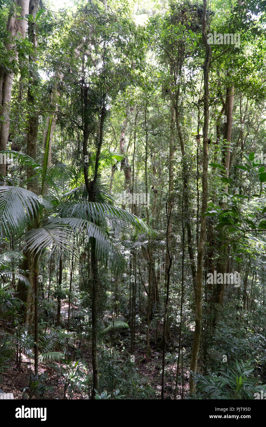 Rainforest en Queensland, Australia Foto de stock