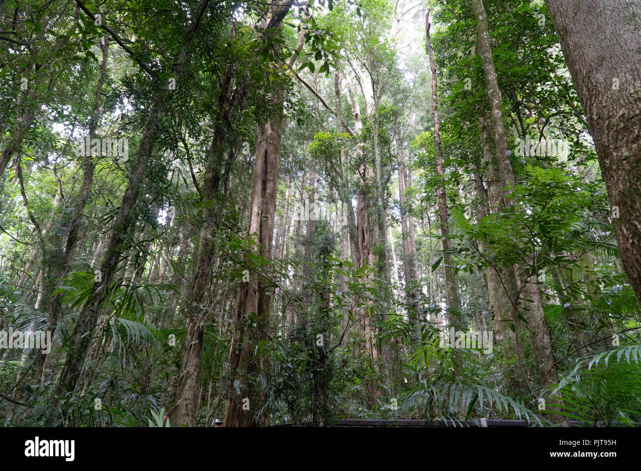 Vista desde abajo en las copas de los árboles del bosque lluvioso en Australia Foto de stock