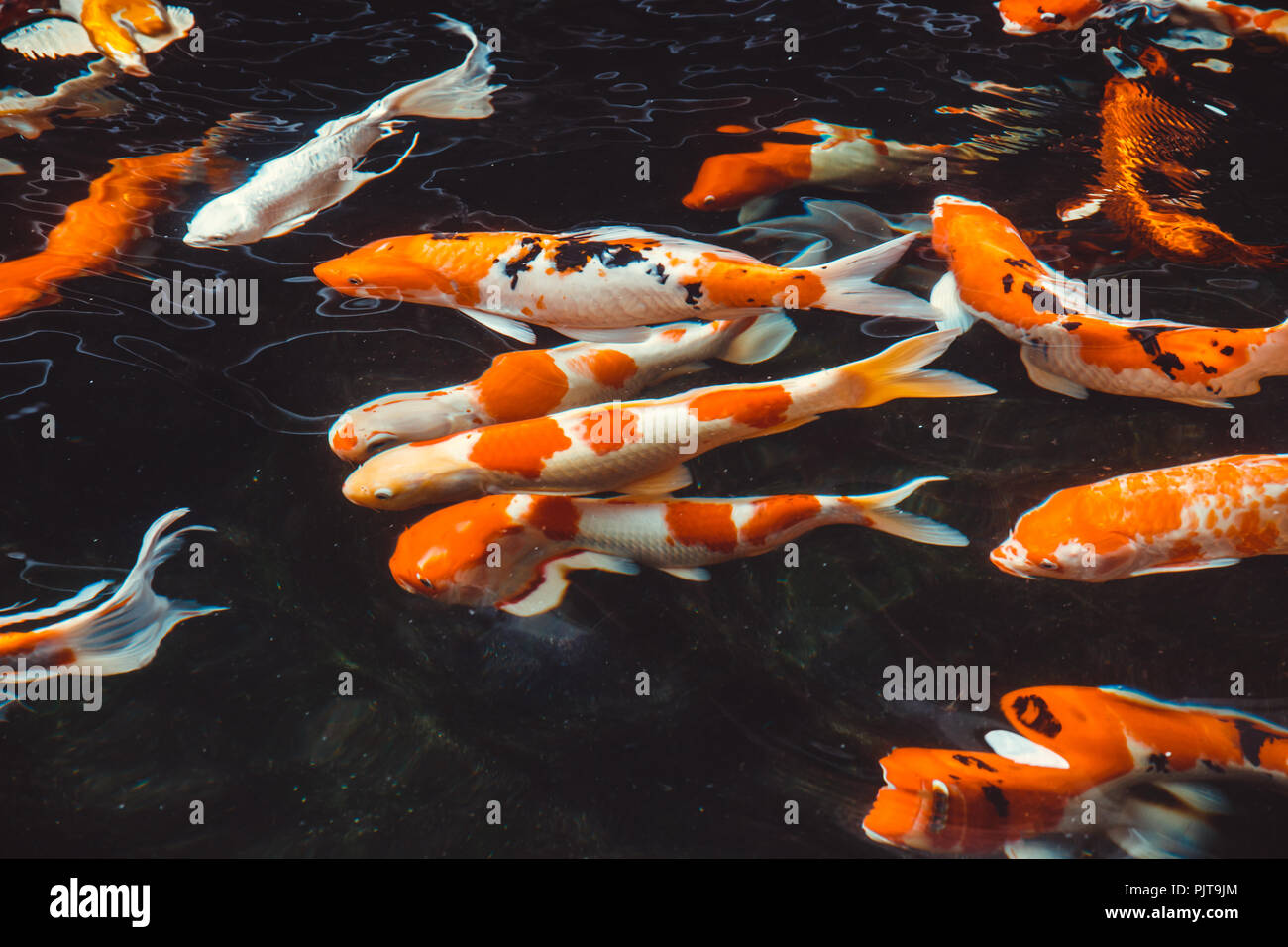 Peces carpas Koi Japoneses (Cyprinus carpio) hermosos colores utilizados  como ilustración de fondo Fotografía de stock - Alamy