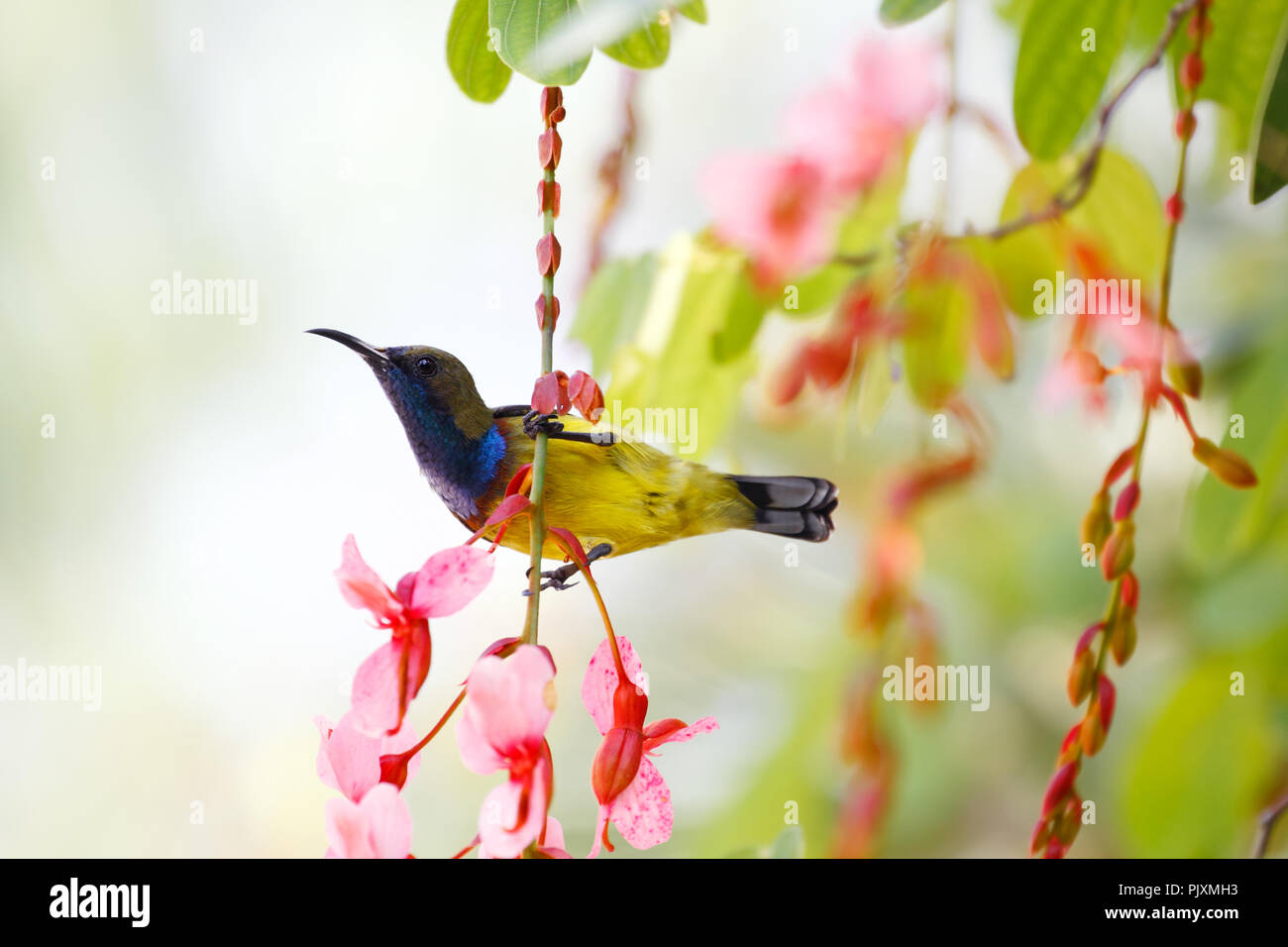 Respaldados por Oliva sunbird (Cinnyris jugularis) sobre la vid de la especie endémica planta de Tailandia (Bauhinia siamensis) Foto de stock