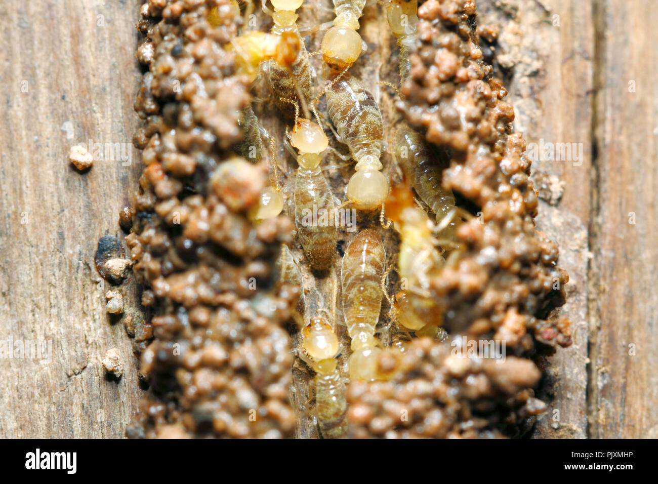 Las termitas trabajador (Globitermes sulfureus) construir un túnel de suelo sobre estructura de madera Foto de stock