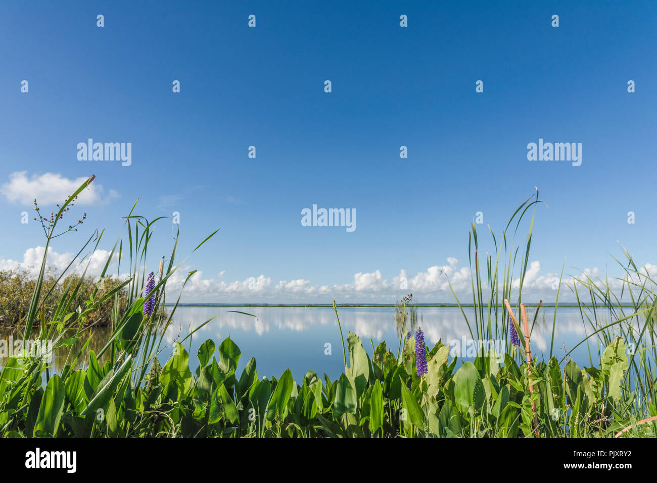 Sendero del lago apopka fotografías e imágenes de alta resolución - Alamy