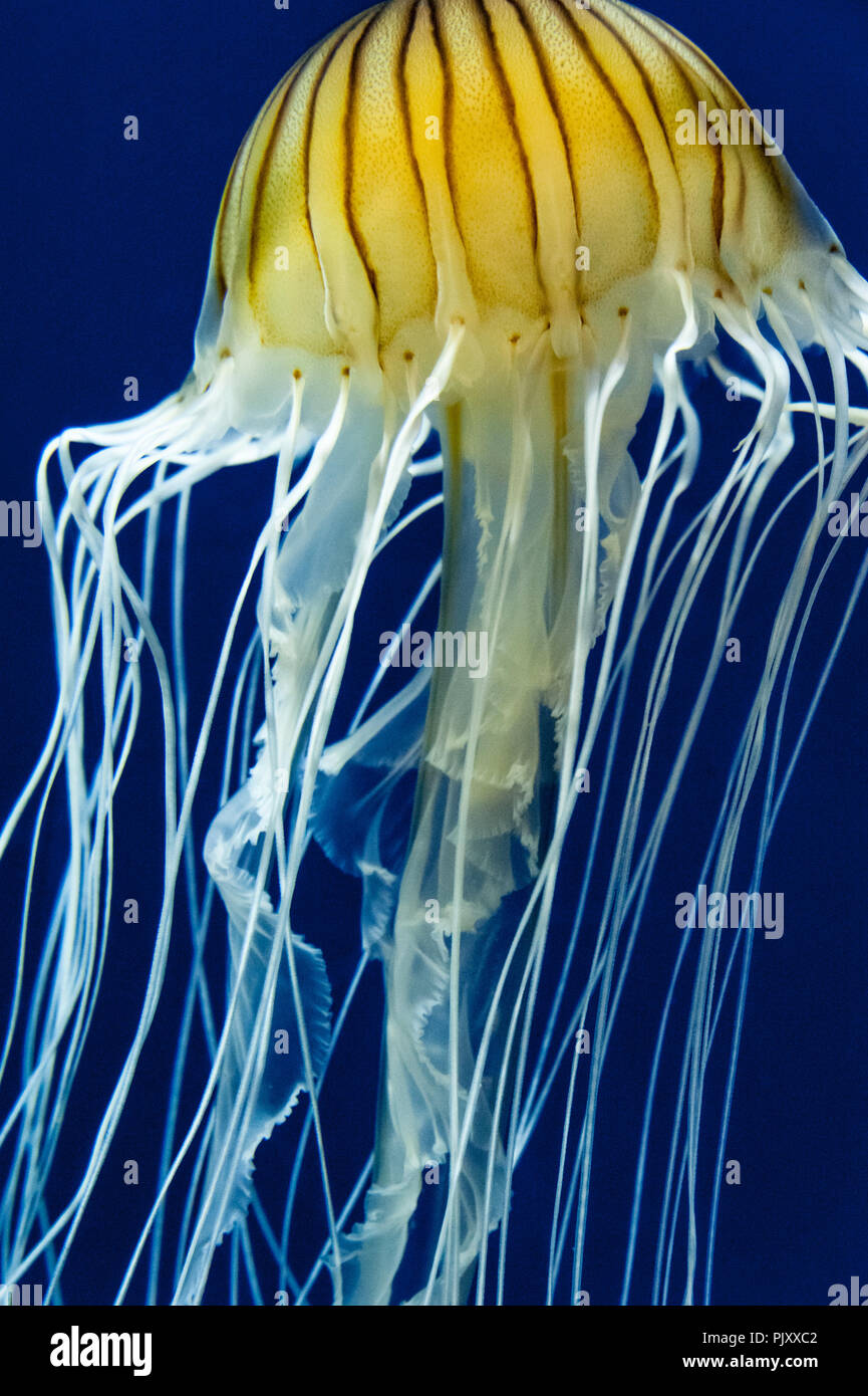 Ortiga de mar sudamericano medusas en el Acuario de Georgia, en Atlanta, Georgia. (Ee.Uu.) Foto de stock