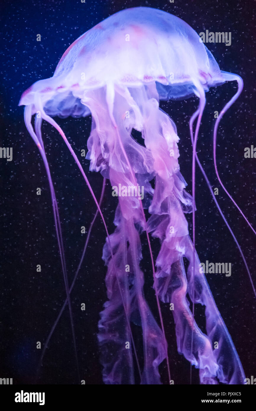 Hermosa medusas en el Acuario de Georgia, en Atlanta, Georgia. (Ee.Uu.) Foto de stock