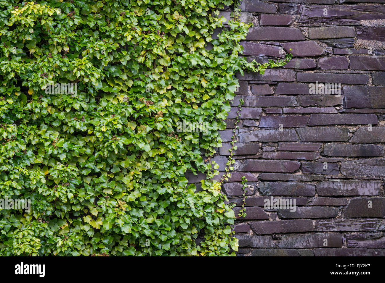 Hiedra verde creciendo en una pared pizarra púrpura en una cantera abandonada de Gales. Foto de stock