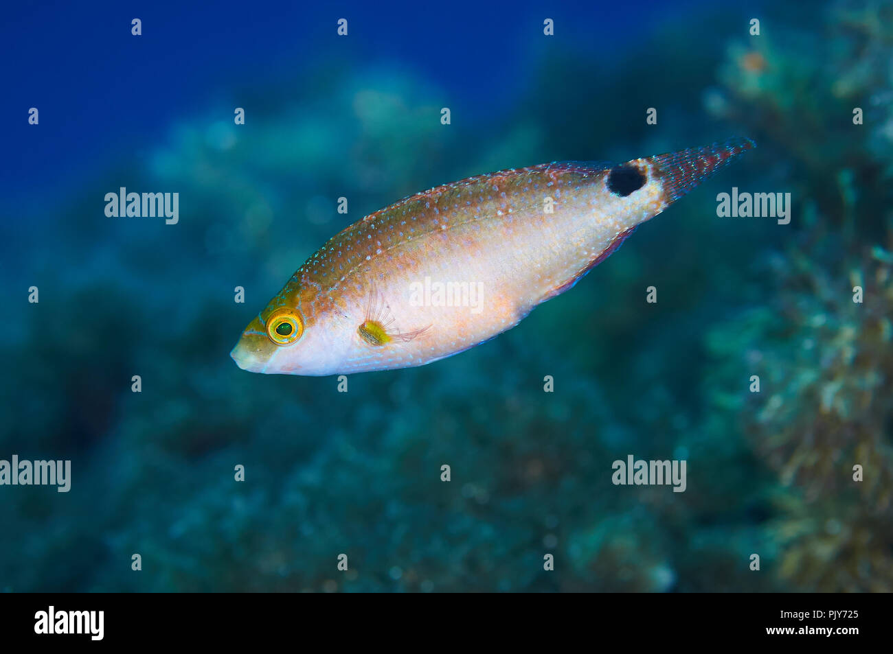 Retrato de una macro de napoleón axilar (Symphodus mediterraneus) coloridos peces marinos del Parque Natural de Ses Salines en Formentera, Islas Baleares, España) Foto de stock