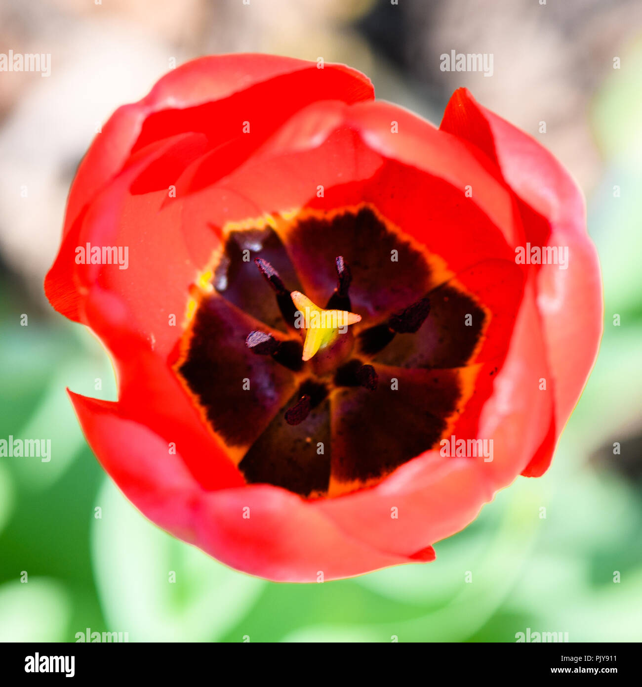Macro de un tulipán rojo desde arriba. Foto de stock