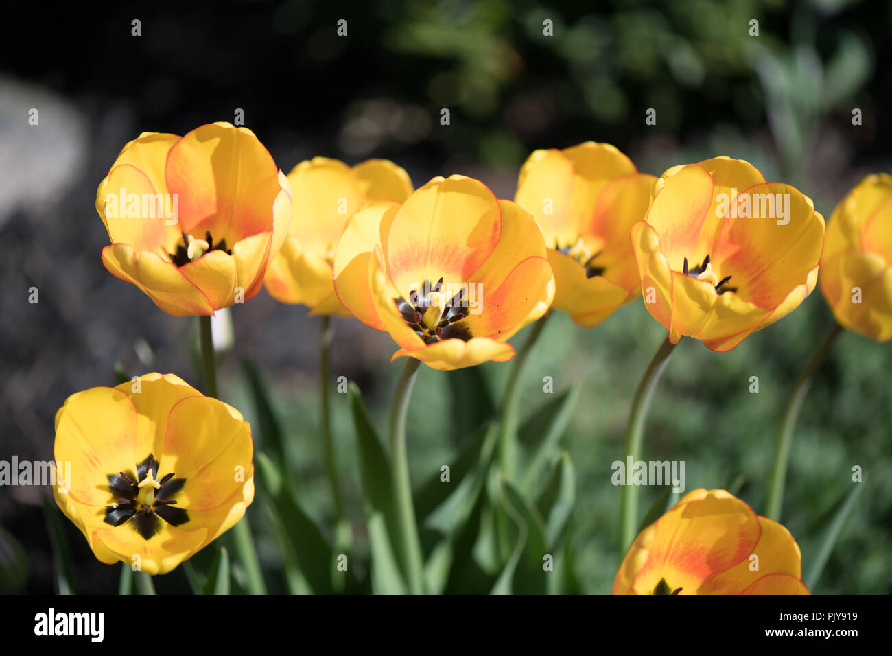 Macro Closeup de una fila de tulipanes de color amarillo brillante, con un bonito Bokeh verde Foto de stock