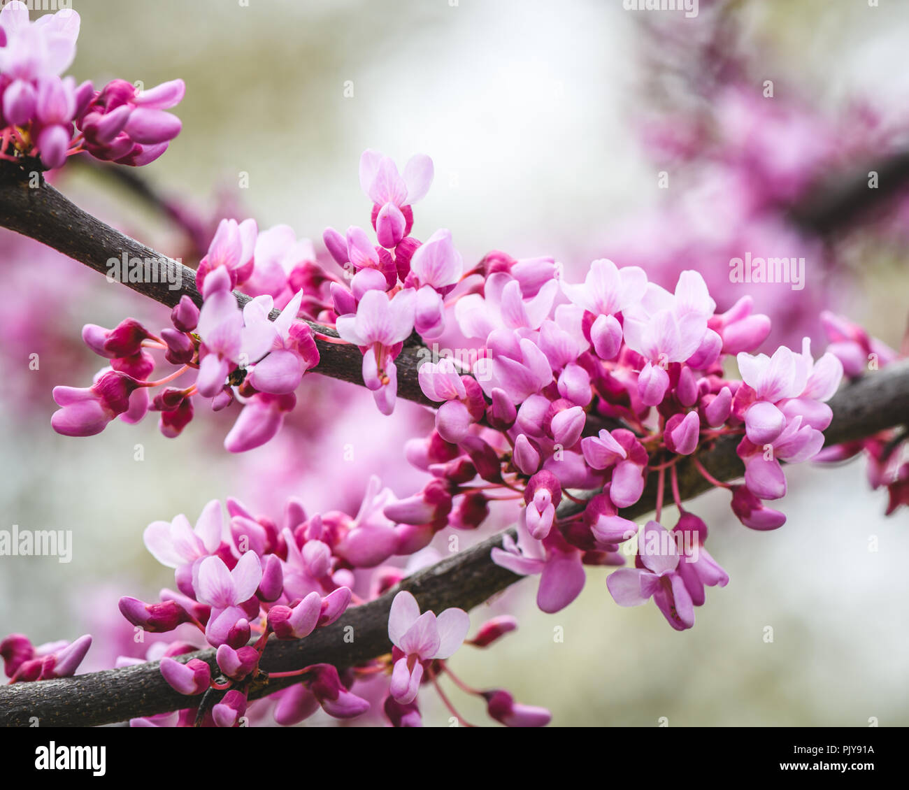 Macro de flores de color rosa y púrpura Del Ciclamor oriental (Cercis canadensis) Foto de stock