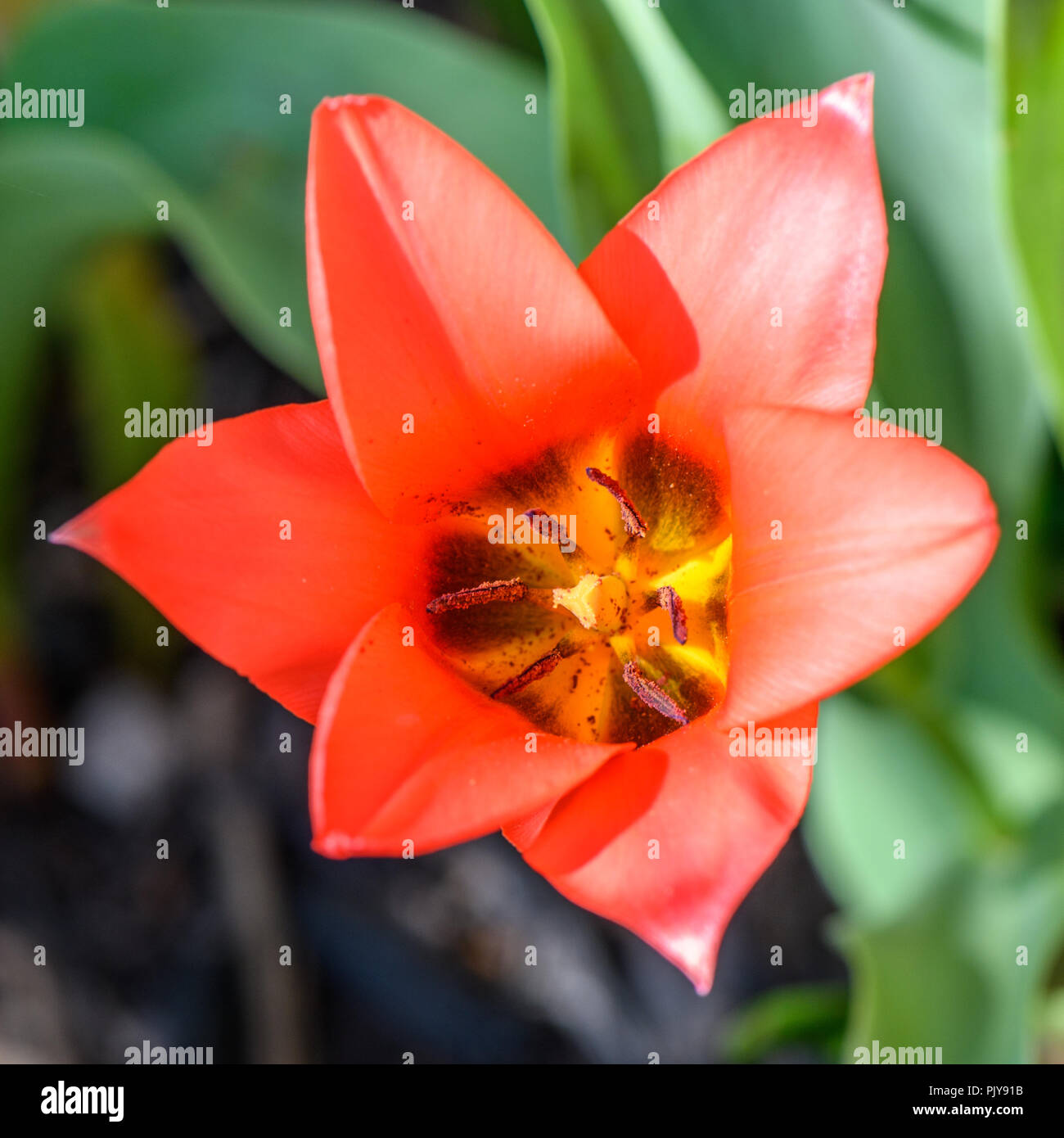 Macro de un tulipán rojo desde arriba. Foto de stock