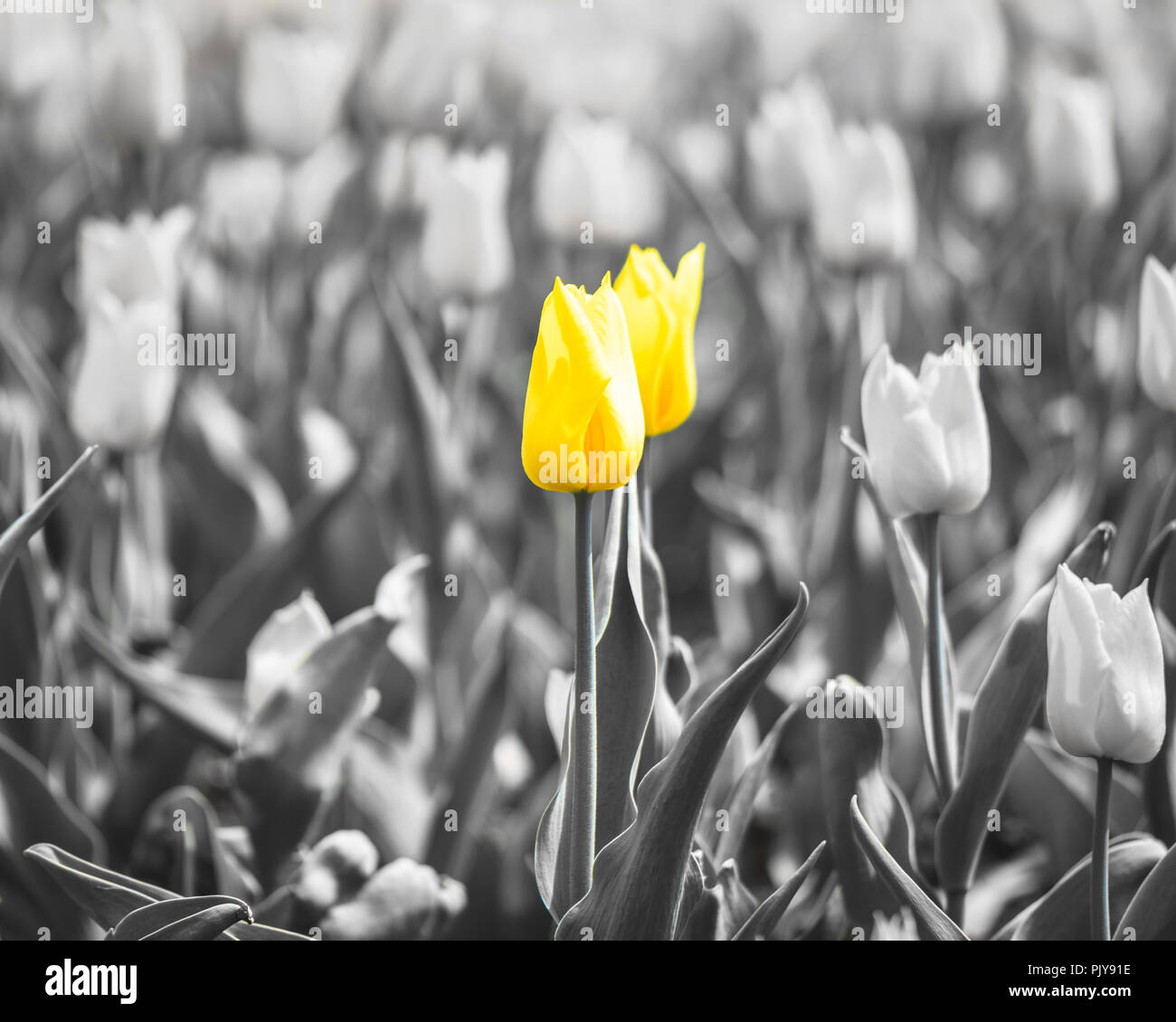 Primer plano de unos tulipanes amarillo con una bombilla resaltado y el resto en blanco y negro Foto de stock