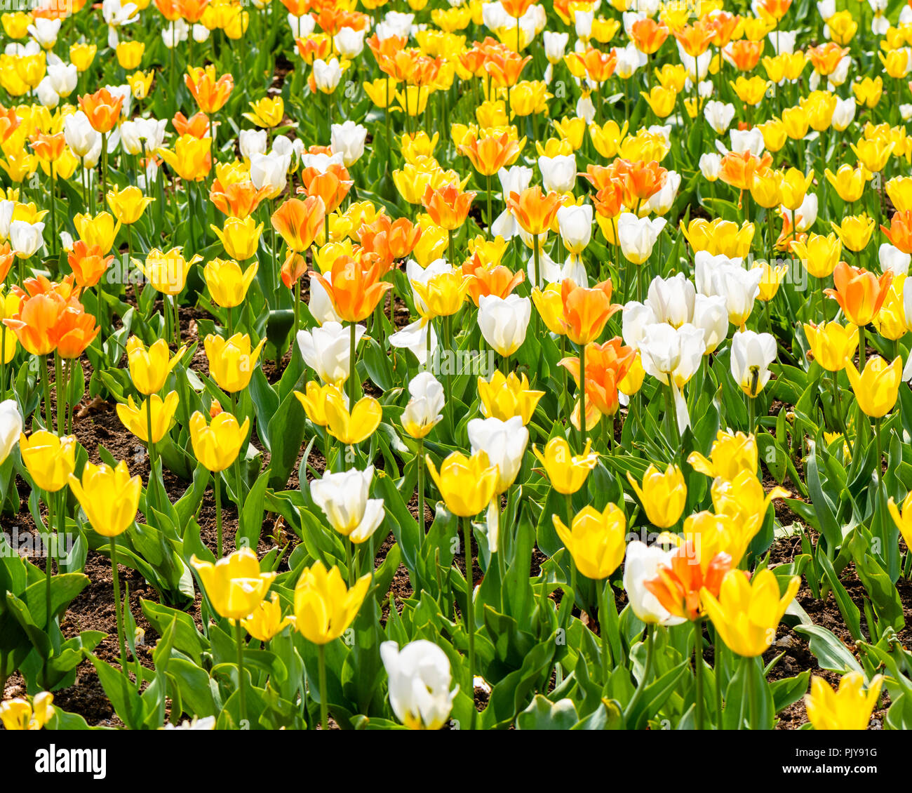 Una cama del jardín de color naranja, blanco, y amarillo Los Tulipanes Foto de stock