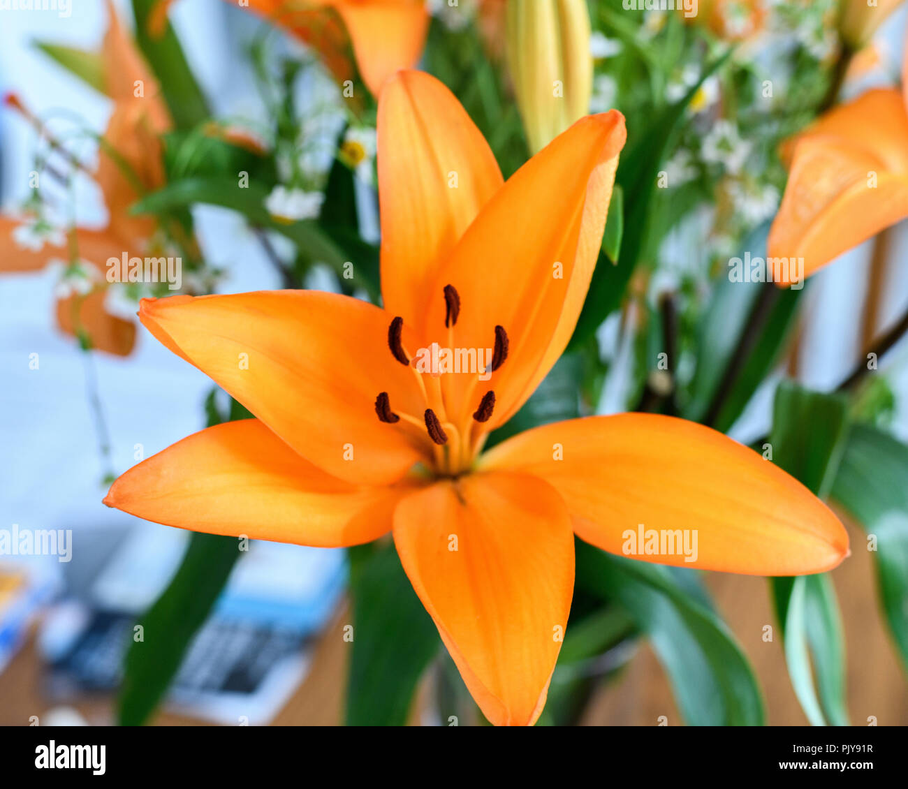 Macro de una naranja lirio de día (Hemerocallis esculenta) Foto de stock