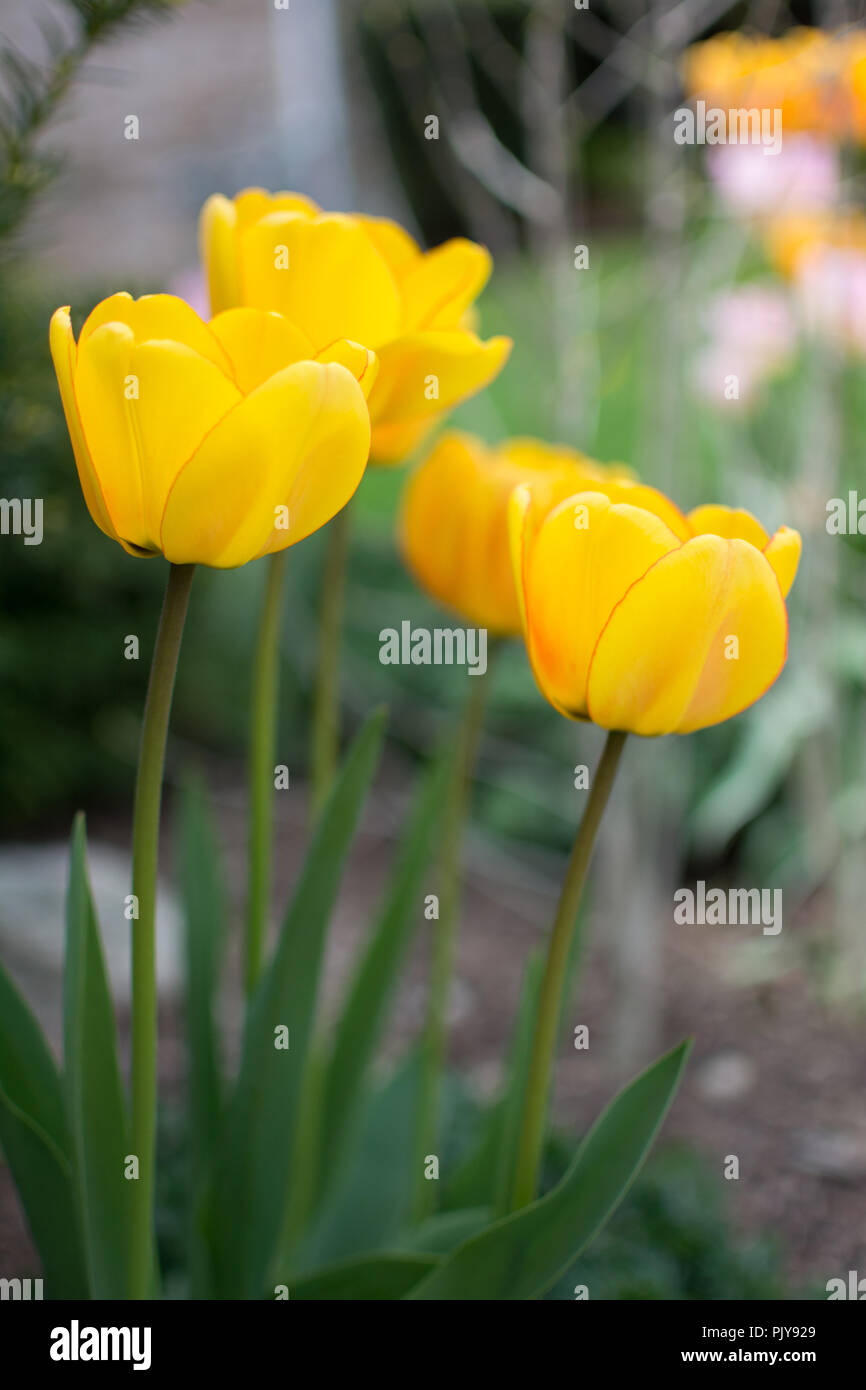 Macro Closeup de una hilera de cuatro tulipanes de color amarillo brillante, con un bonito Bokeh verde Foto de stock