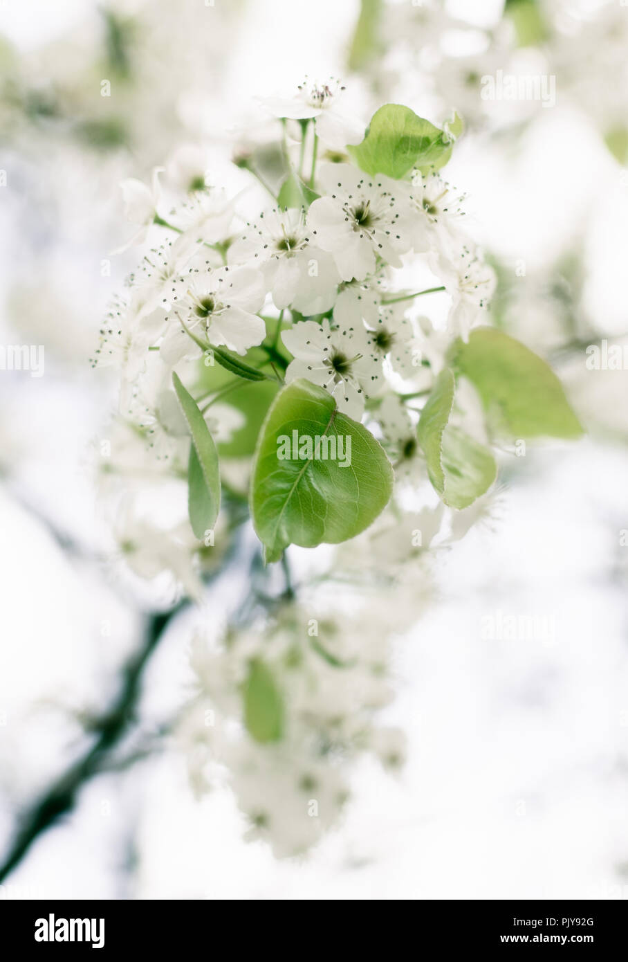 Macro de las flores blancas de una planta ornamental de peral (Pyrus Calleryana) Foto de stock