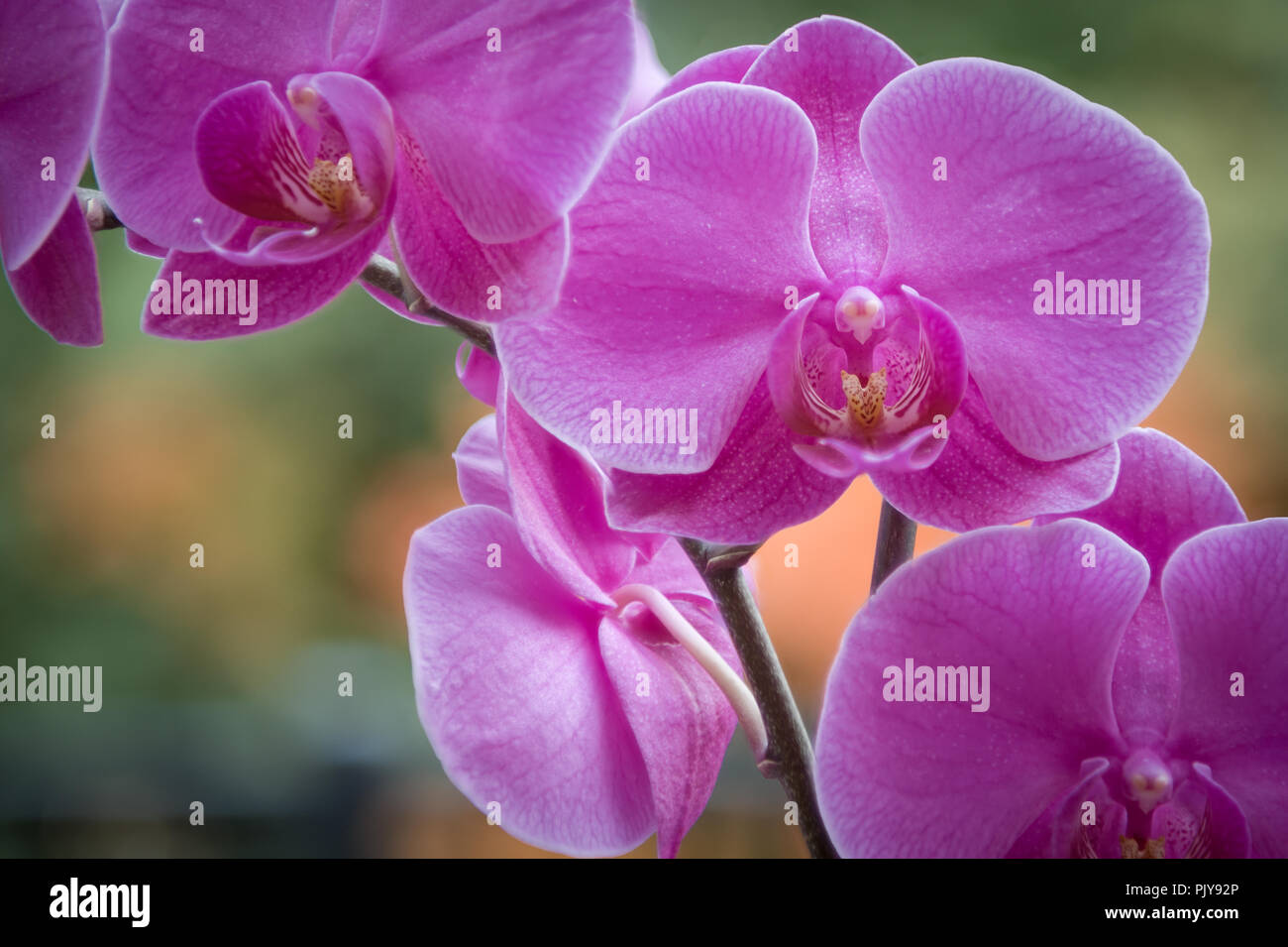 Cerca de Macro una polilla Purple Orchid (Phalaenopsis) con un bokeh de fondo verde y naranja Foto de stock