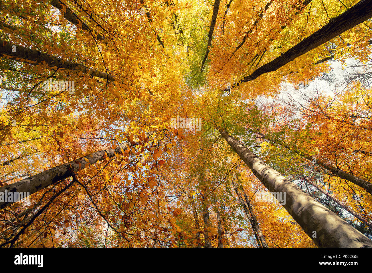 Hermosos colores de otoño de la naturaleza. Concepto de temporada. Foto de stock