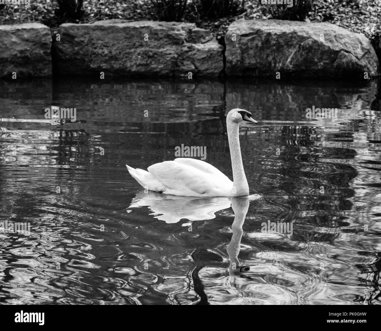Cisne nadando en un estanque con el murmullo del agua en blanco y negro Foto de stock