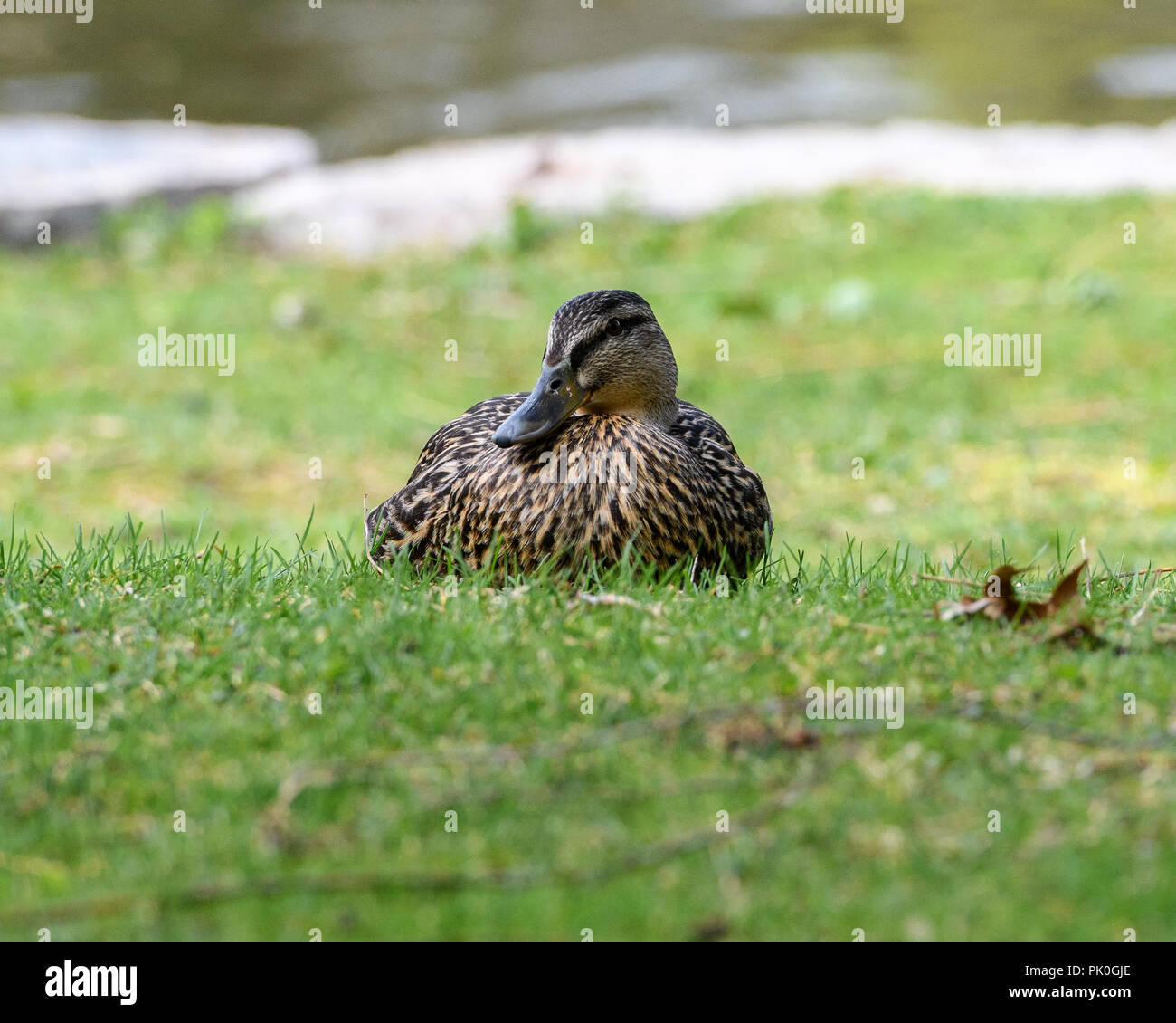 Hembra el ánade real (Anas platyrhynchos) sentados en el césped con un estanque en el fondo Foto de stock