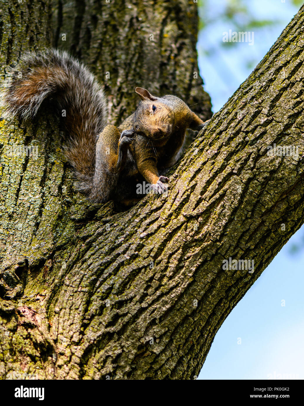 La ardilla gris (Sciurus Carolinensis) en la rama de un árbol arañando su oído Foto de stock